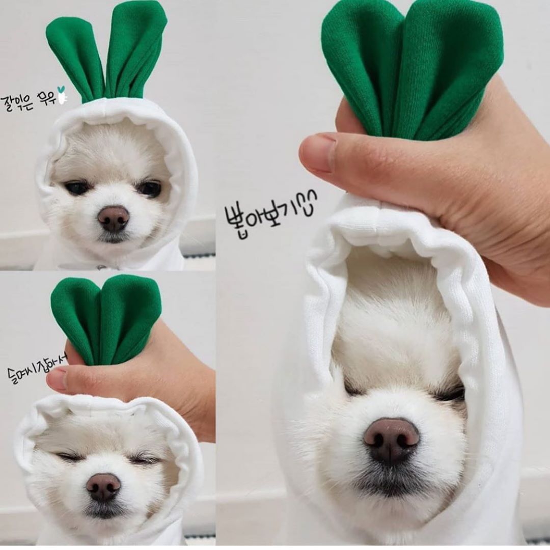 Cute Holiday and Year Round Outfits for Cats & Dogs