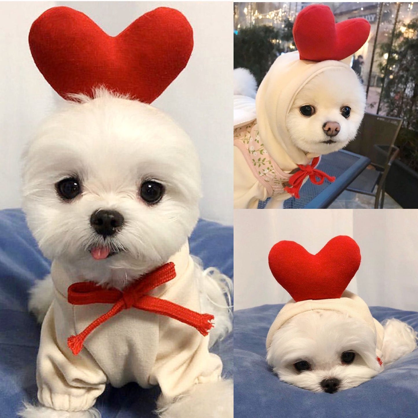 Cute Holiday and Year Round Outfits for Cats & Dogs