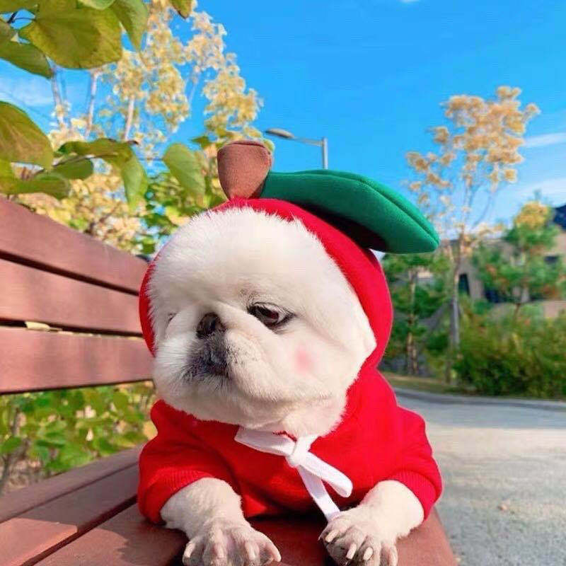 Cute Holiday and Year Round Outfits for Cats & Dogs