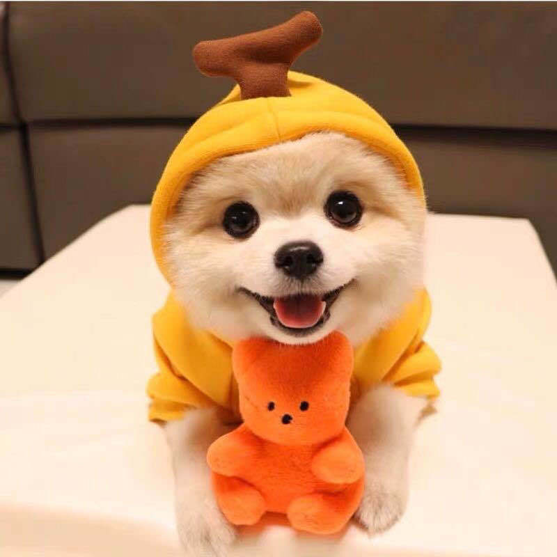 Cute Holiday and Year Round Outfits for Cats & Dogs