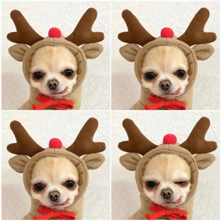 Cute Holiday and Year Round Outfits for Cats & Dogs