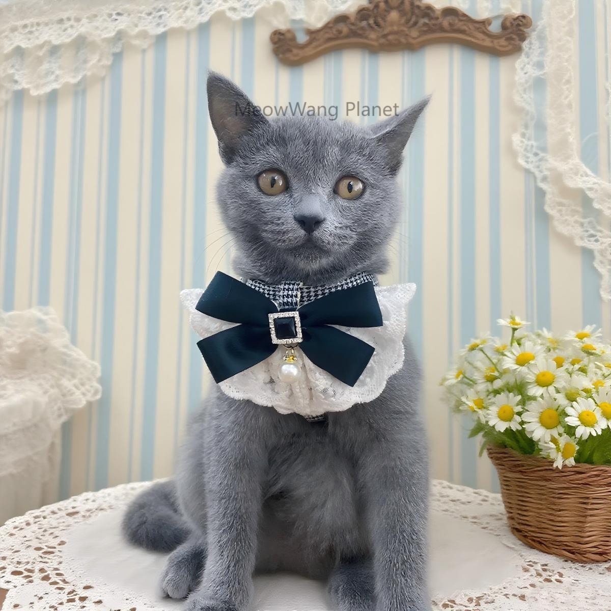 Luxury Lace Harness + Leash Set for Cats & Small Dogs