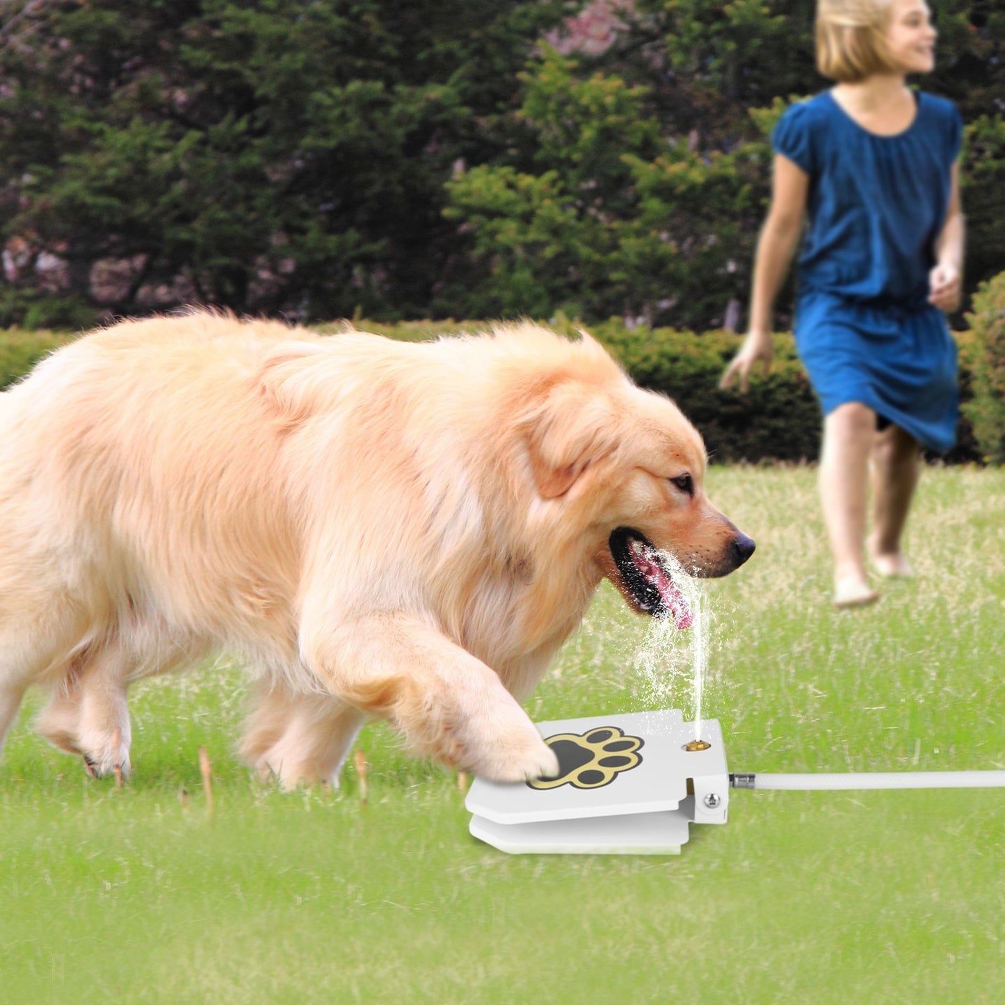 Paw Activated Water Dispenser for Dogs
