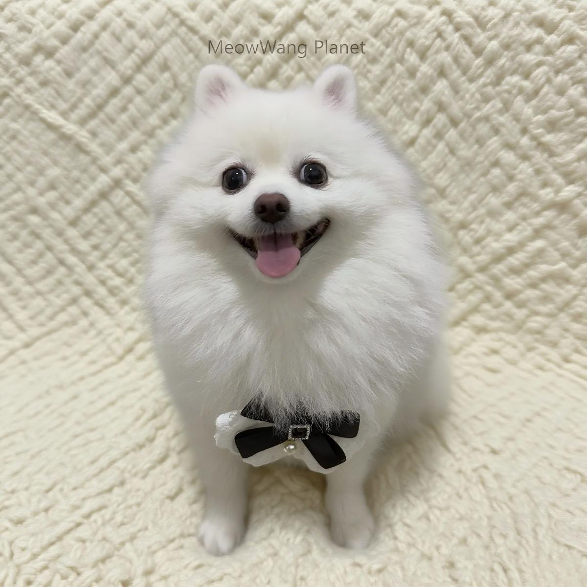 Luxury Lace Harness + Leash Set for Cats & Small Dogs