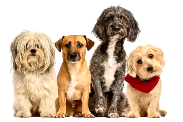 Dogs